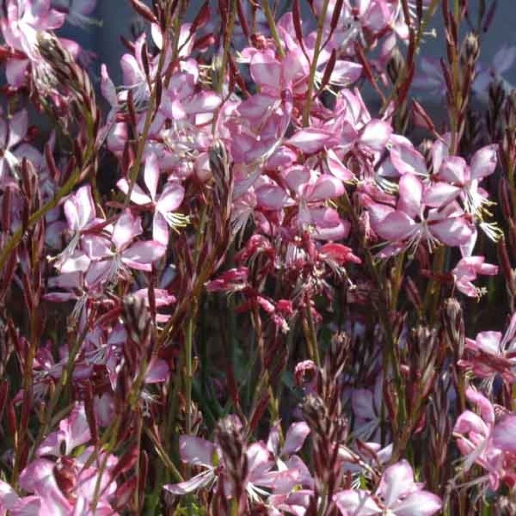 Prachtkerze Rosy Jane - Gaura lindheimeri