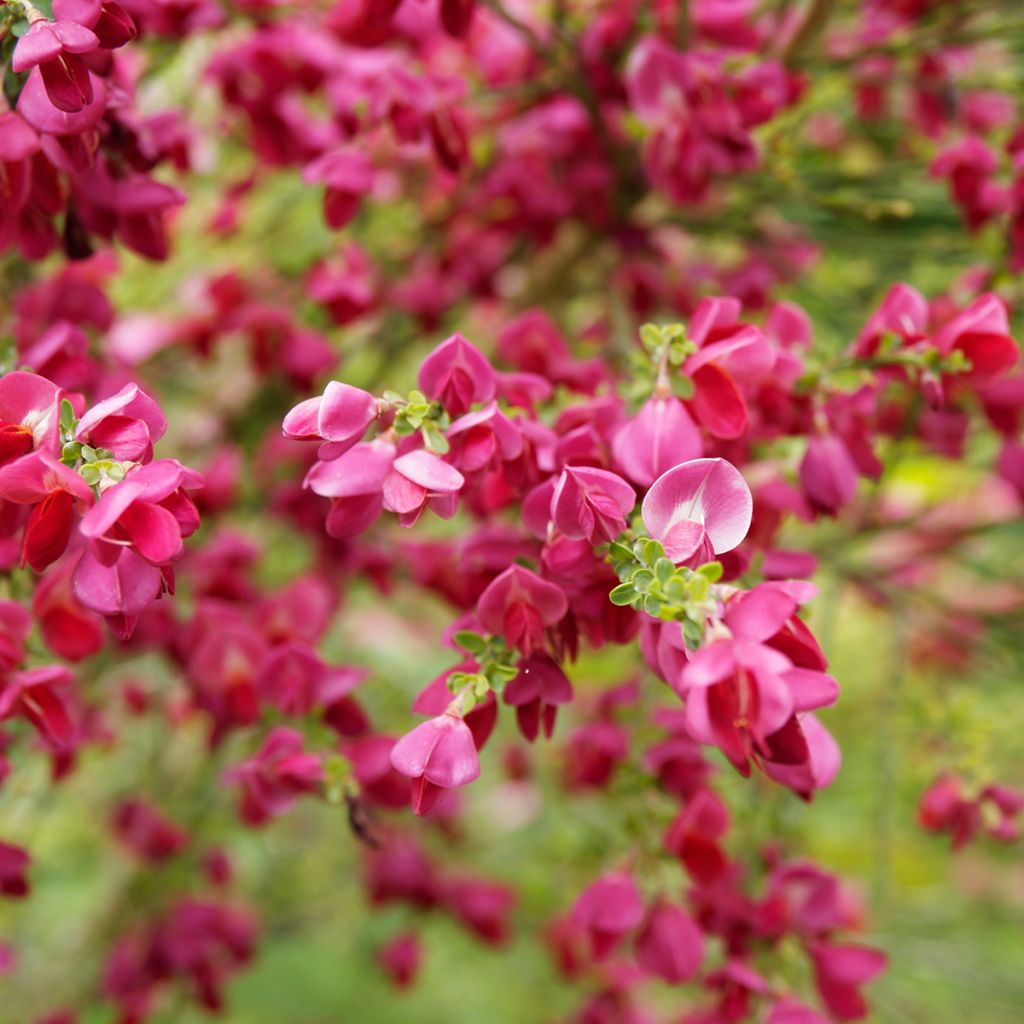 Edelginster Ruby - Cytisus scoparius