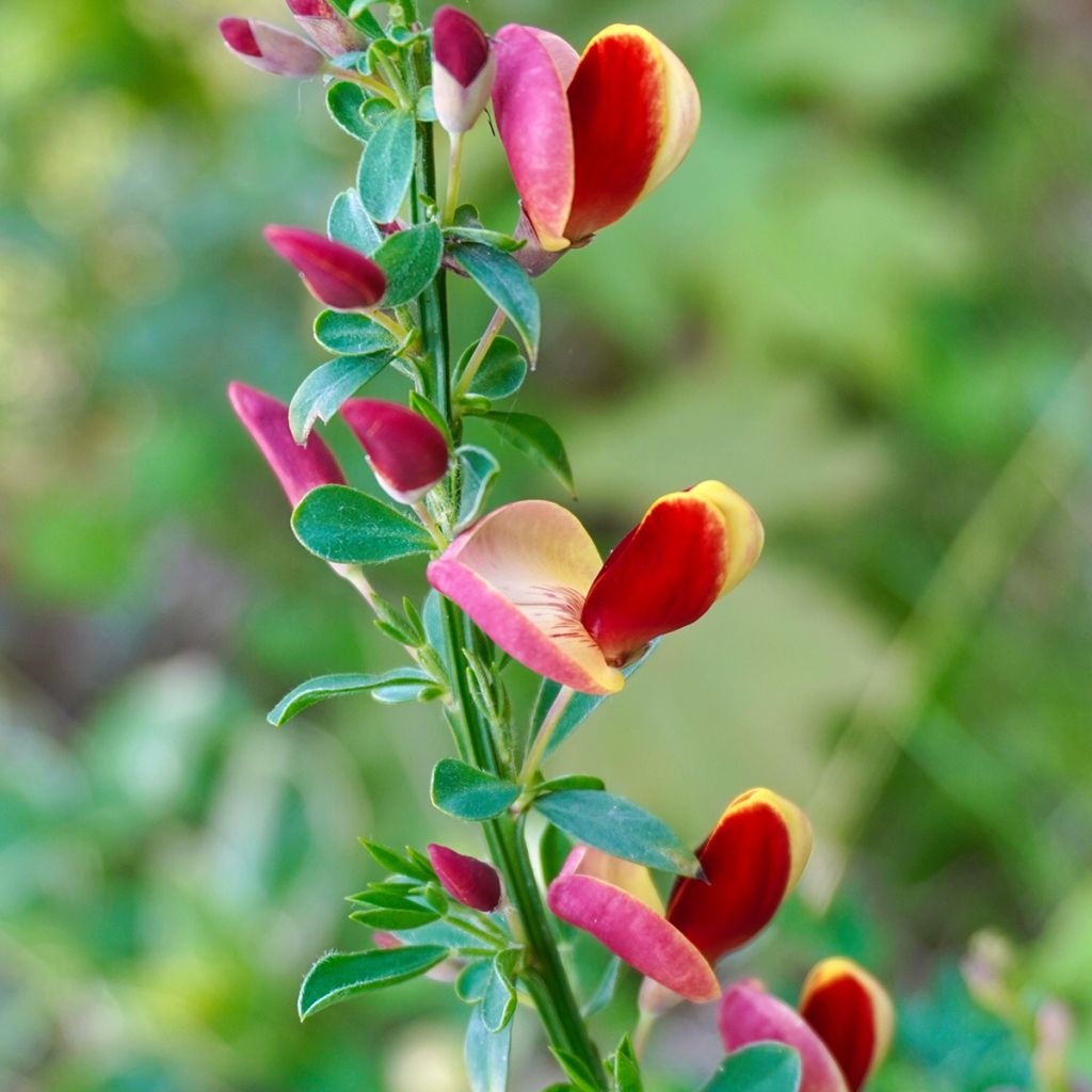 Edelginster Andreanus - Cytisus scoparius
