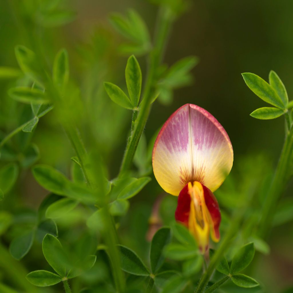 Edelginster Andreanus - Cytisus scoparius