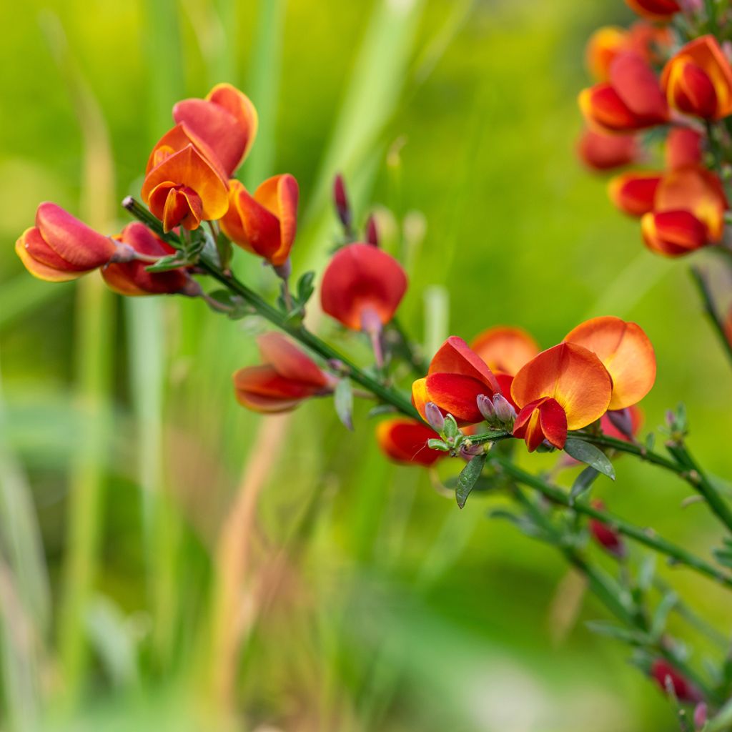 Edelginster Cytisus Lena - Cytisus scoparius