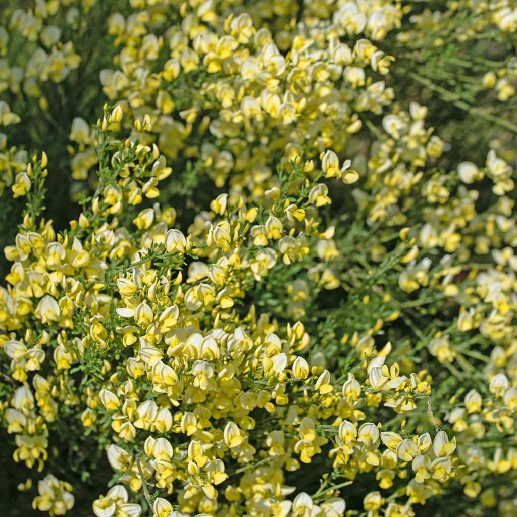 Edelginster Luna - Cytisus scoparius