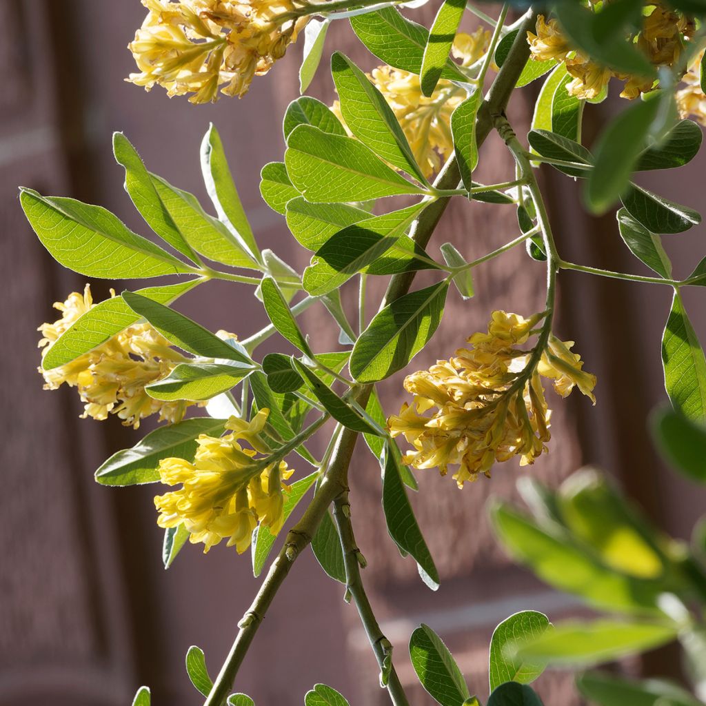 Cytisus battandieri - Marokkanischer Ginster