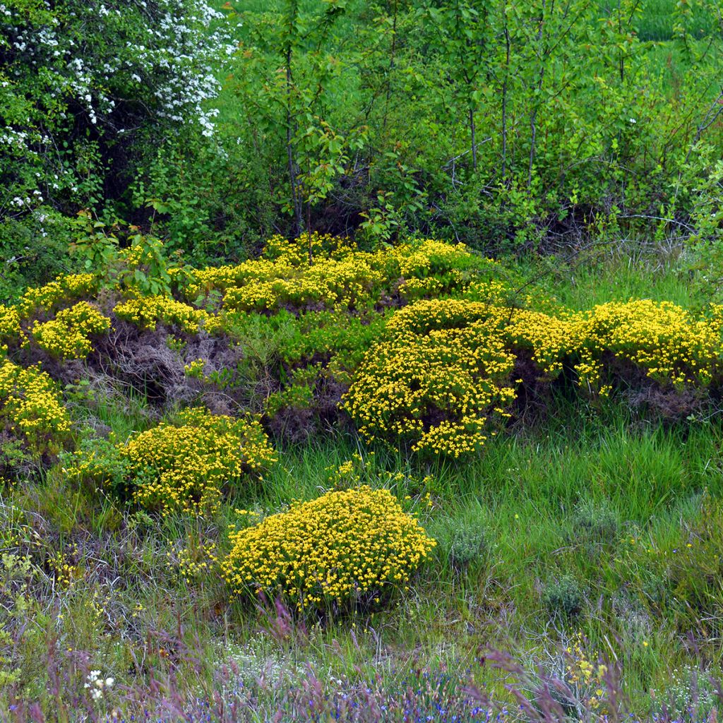 Spanischer Ginster - Genista hispanica