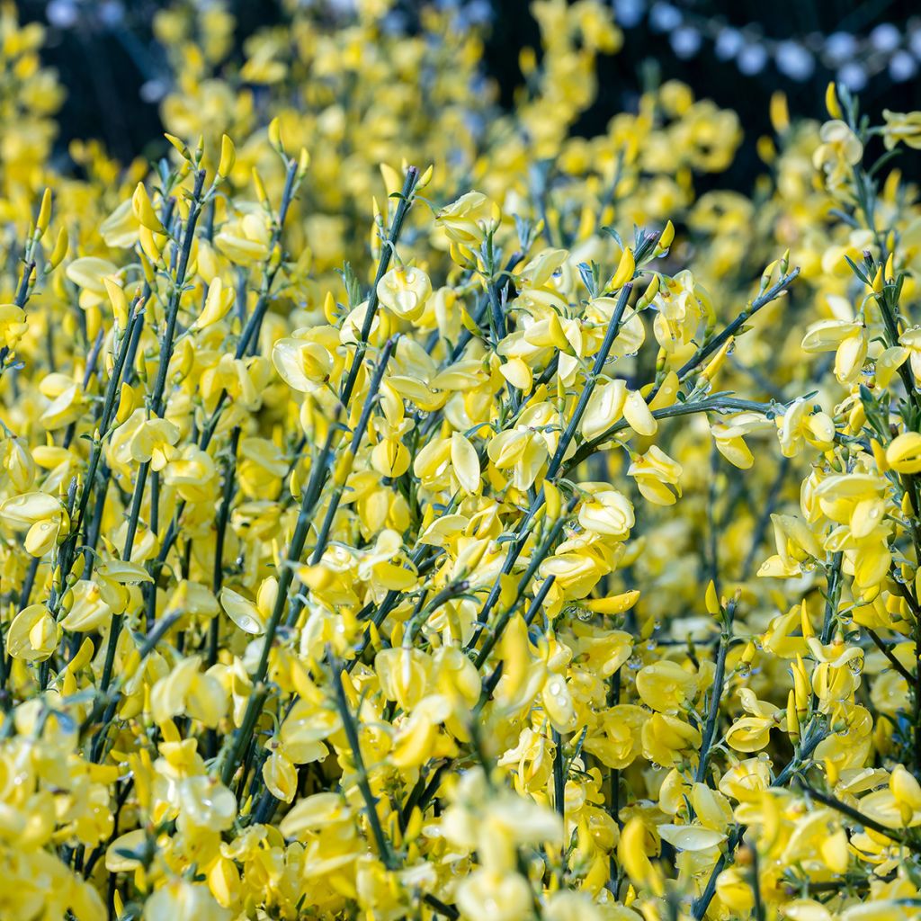 Elfenbeinginster Allgold - Cytisus praecox