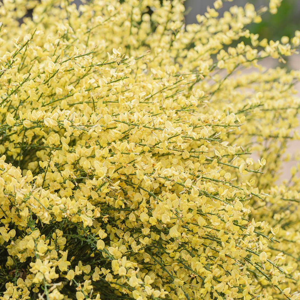 Elfenbeinginster - Cytisus praecox