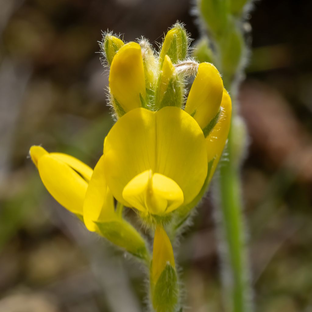 Flügel-Ginster - Genista sagittalis