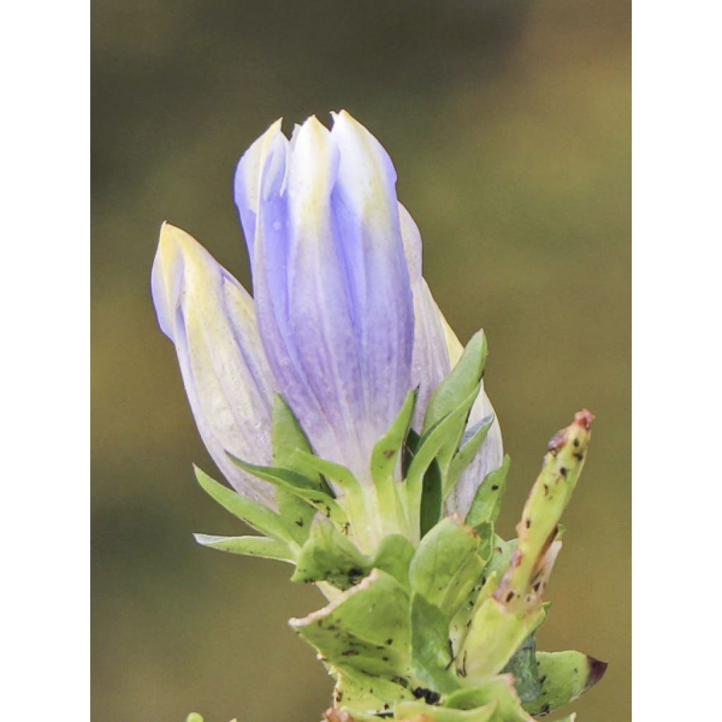 Gentiane Crystal Ashiro