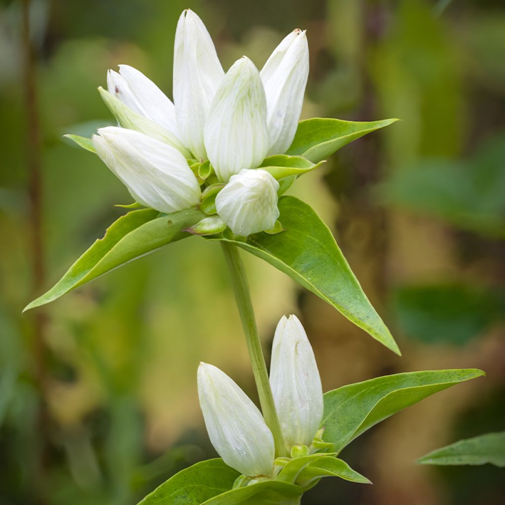 Gentiana asclepiadea var. alba - Schwalbenwurz-Enzian