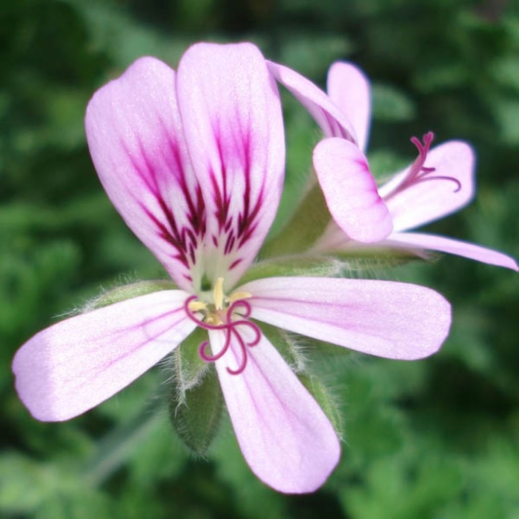 Duftende Pelargonie weet Mimosa - Pelargonium