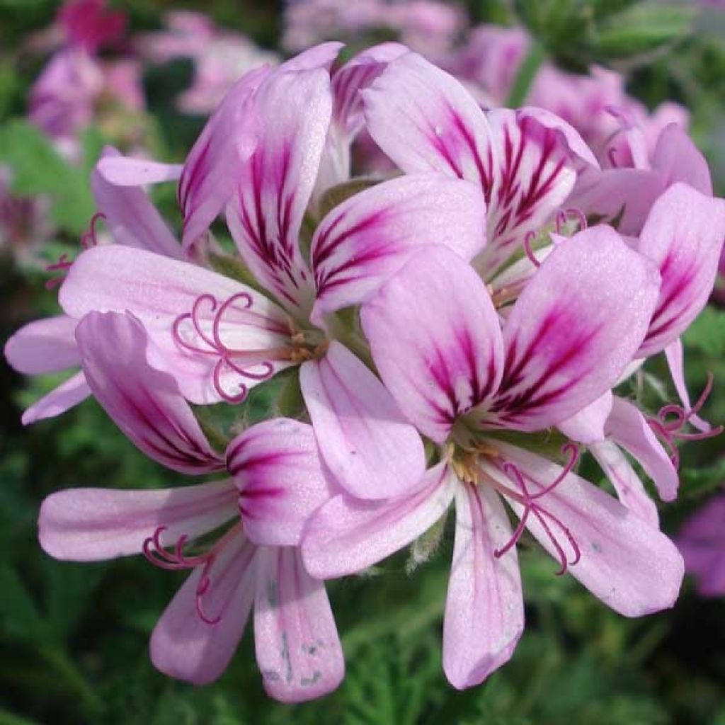 Duftende Pelargonie weet Mimosa - Pelargonium
