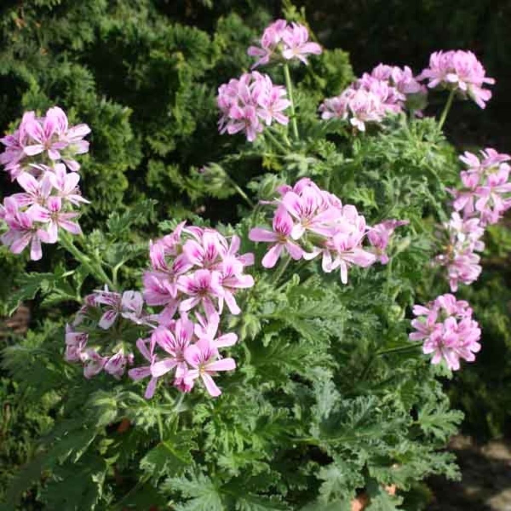 Duftende Pelargonie weet Mimosa - Pelargonium
