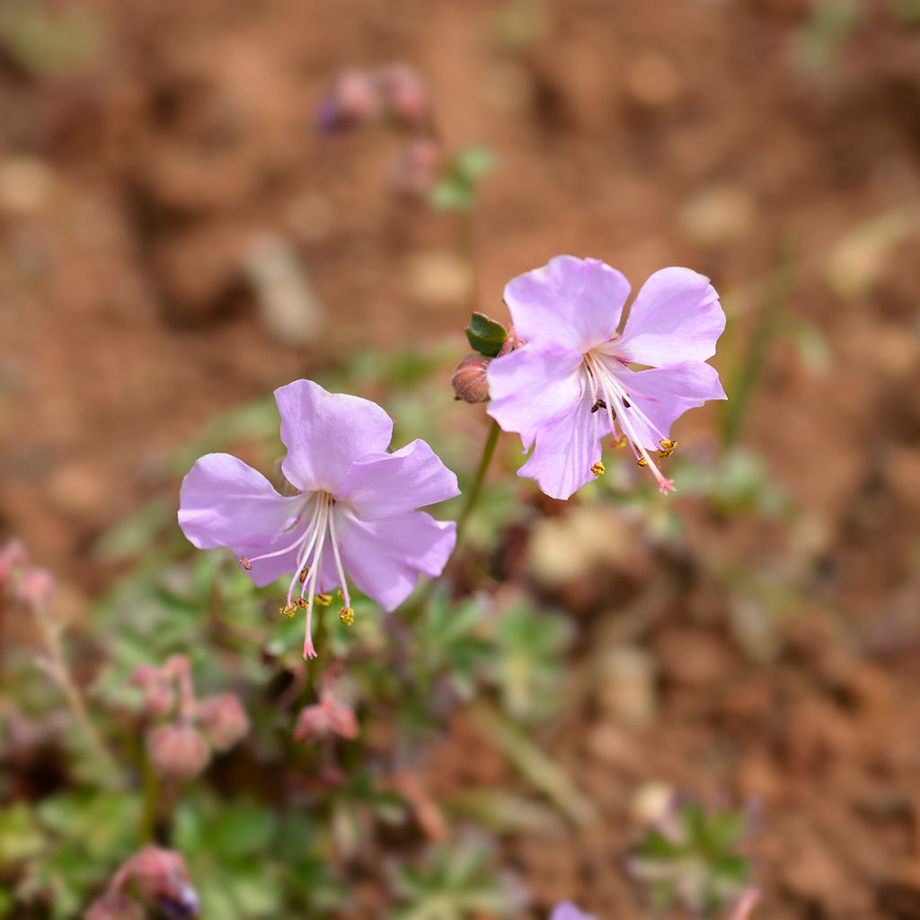 Geranium dalmaticum - Dalmatinischer Storchschnabel