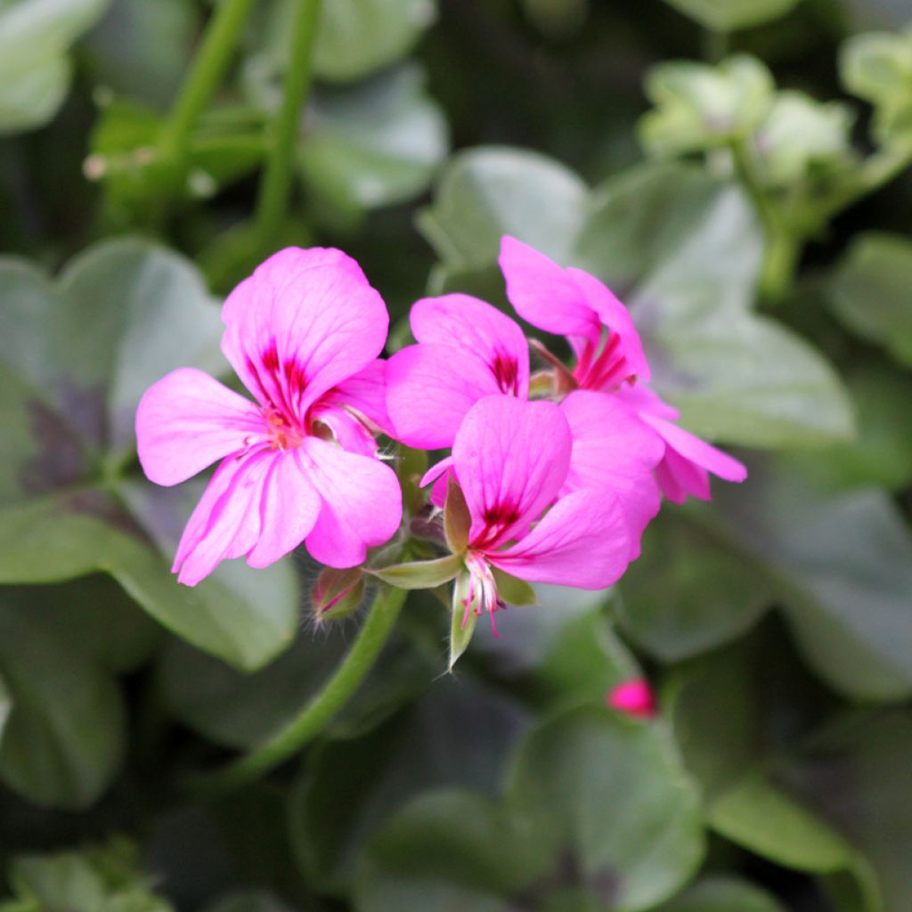 Hängegeranie Rainbow Amethyst - Pelargonium
