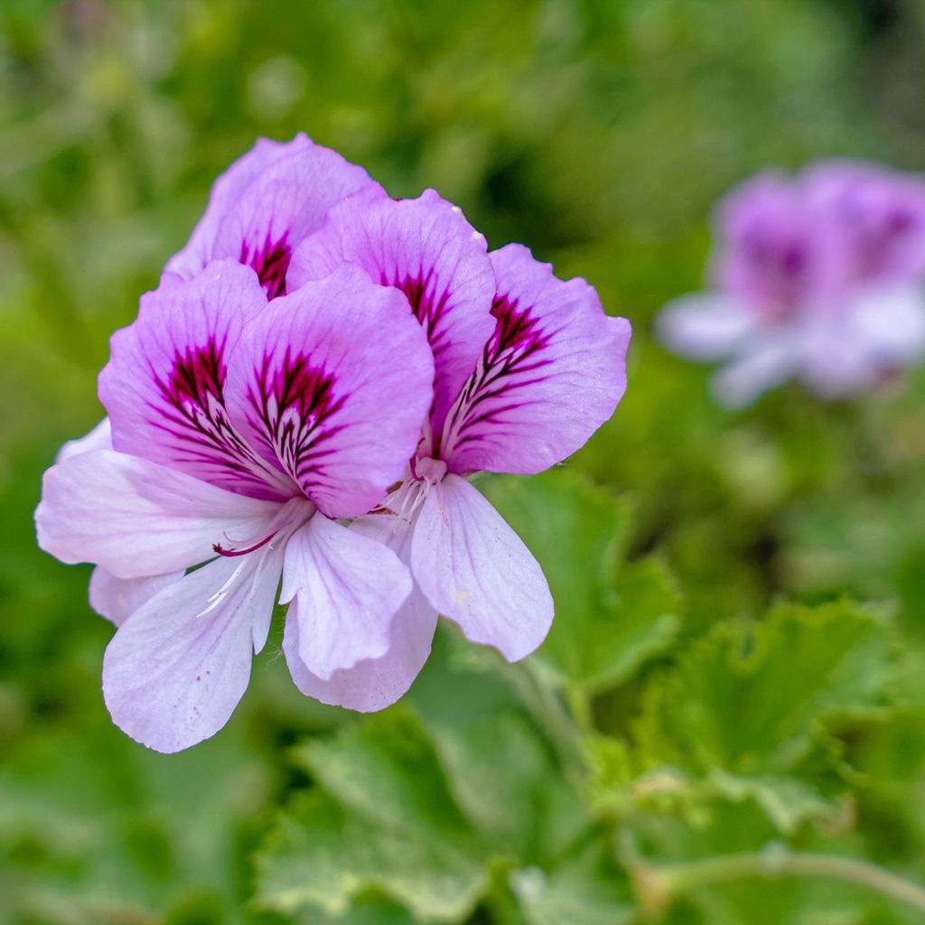 Duftende Pelargonie Torento Ginger - Pelargonium