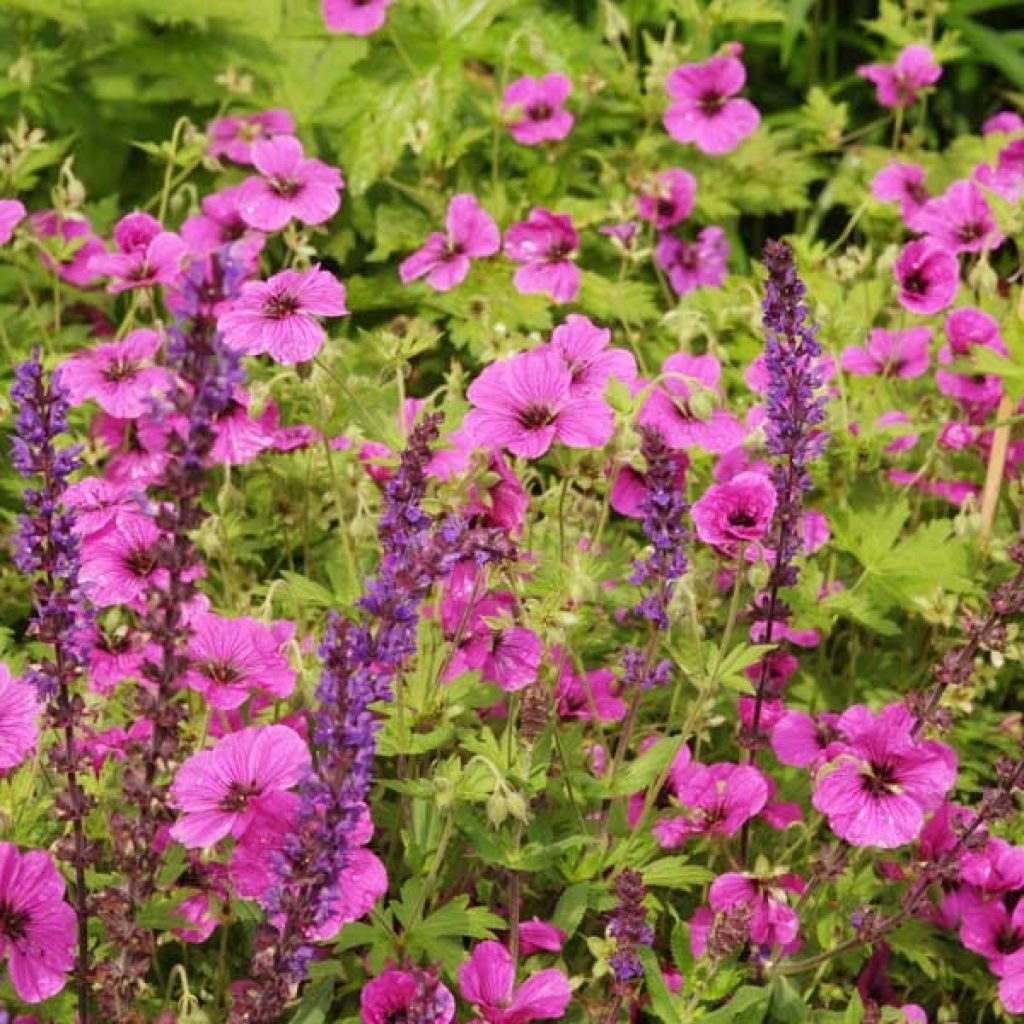 Geranium psilostemon Eva - Armenischer Storchschnabel