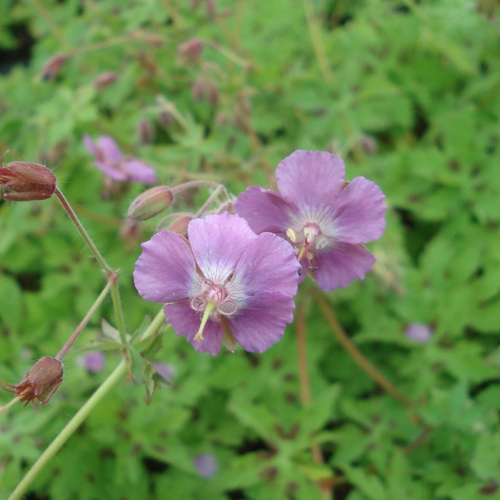 Geranium monacense Claudine Dupont - Storchschnabel