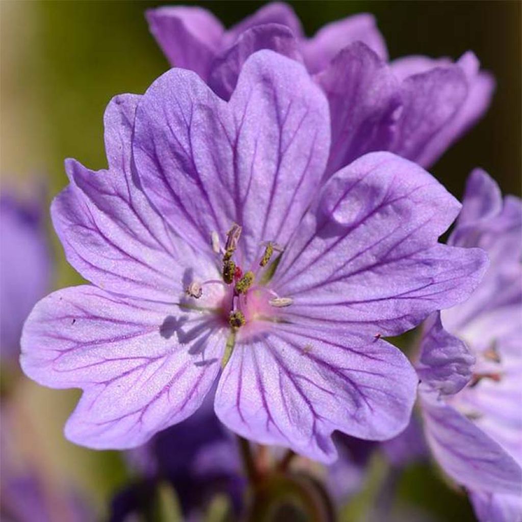 Geranium tuberosum - Knolliger Storchschnabel