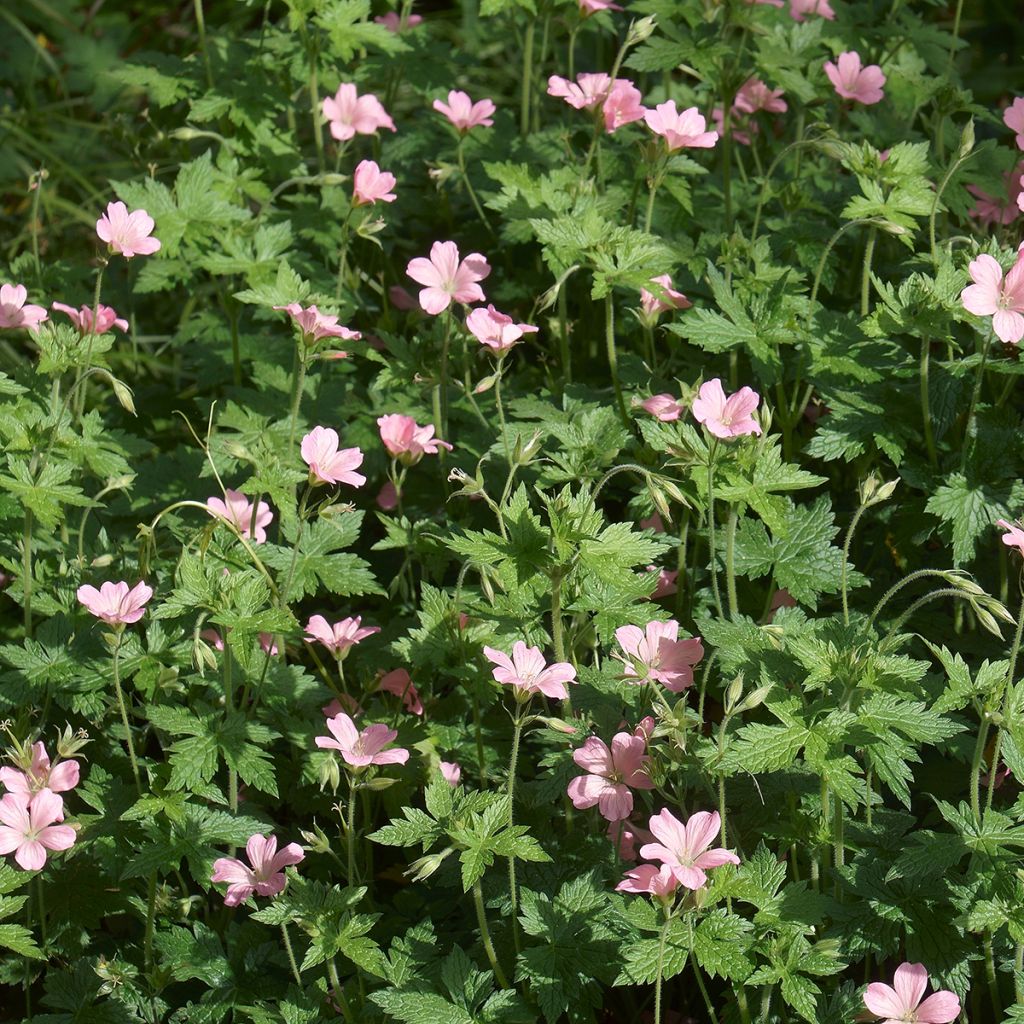 Geranium endressii - Pyrenäen-Storchschnabel
