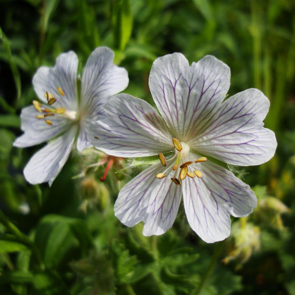 Geranium ibericum subsp. Jubatum White Zigana - Iberisches Storchschnabel