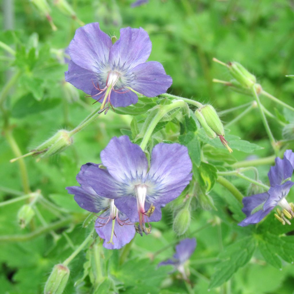 Geranium monacense var. anglicum - Storchschnabel
