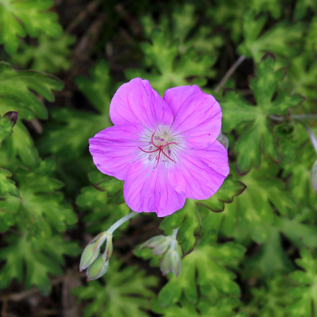 Geranium orientalitibeticum - Storchschnabel