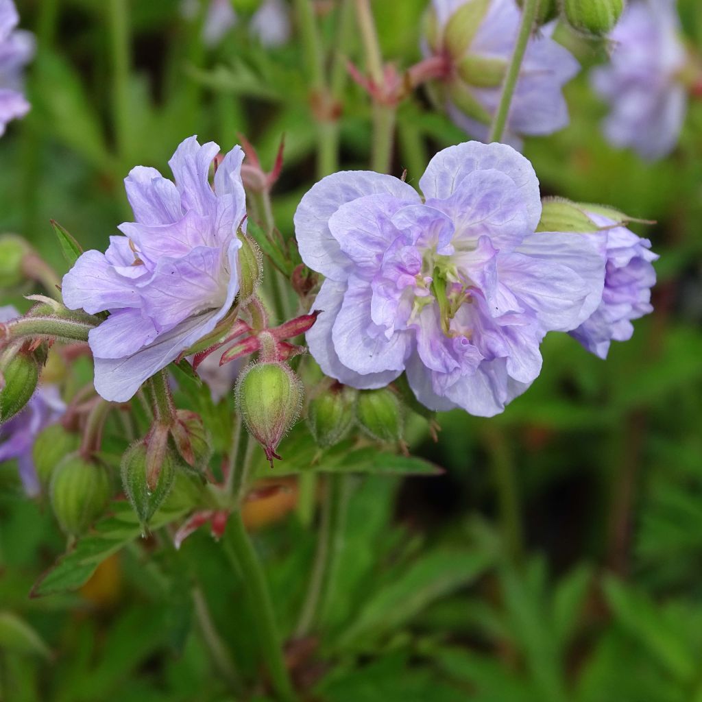 Geranium pratense Cloud Nine - Wiesen-Storchschnabel