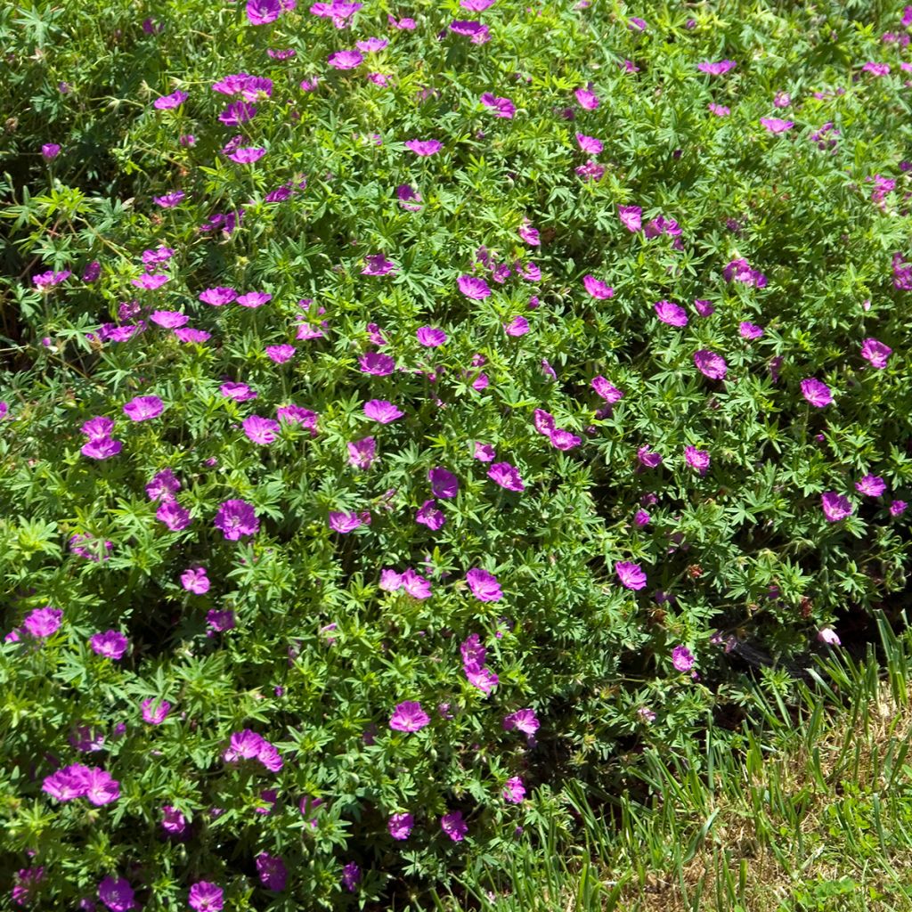Geranium sanguineum Compactum - Blutstorchschnabel