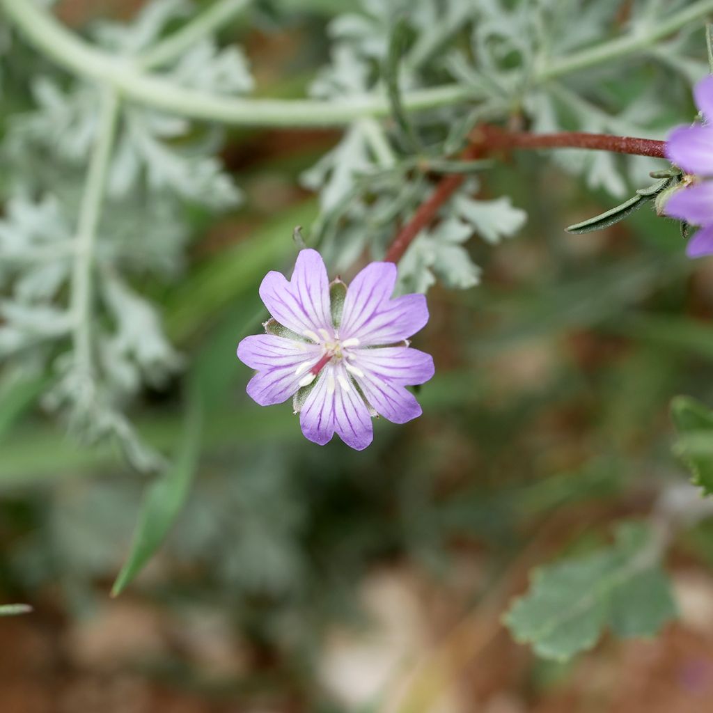 Geranium tuberosum - Knolliger Storchschnabel