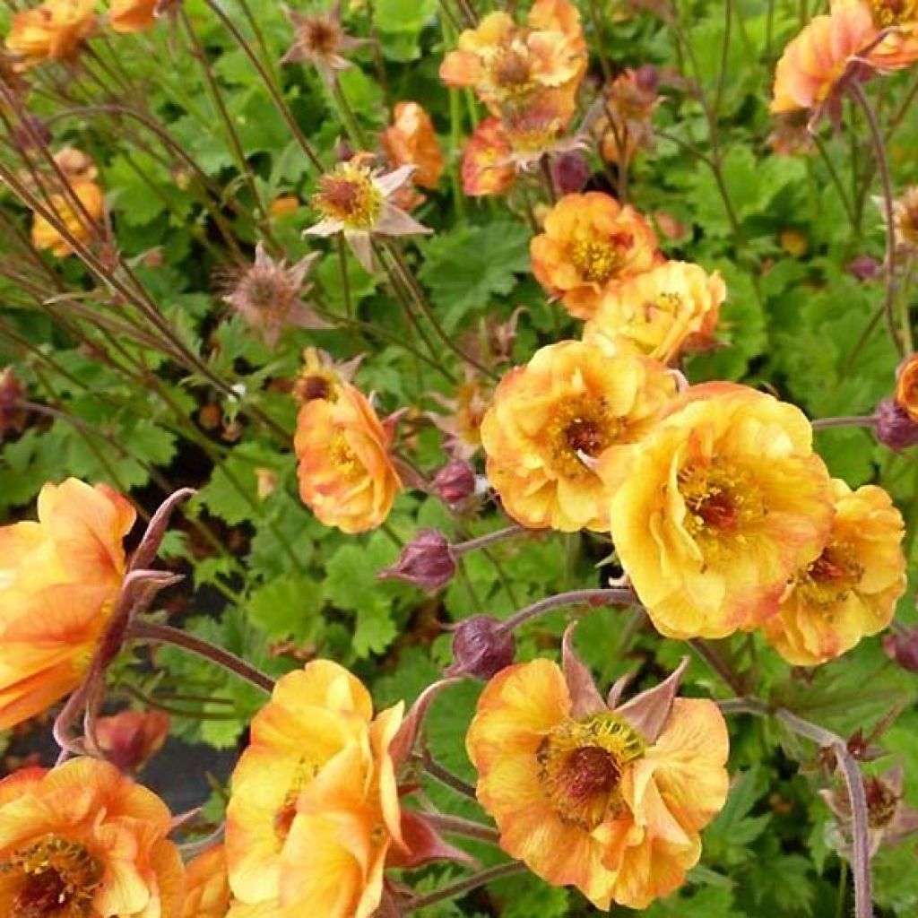 Geum Cocktail Alabama Slammer - Nelkenwurz