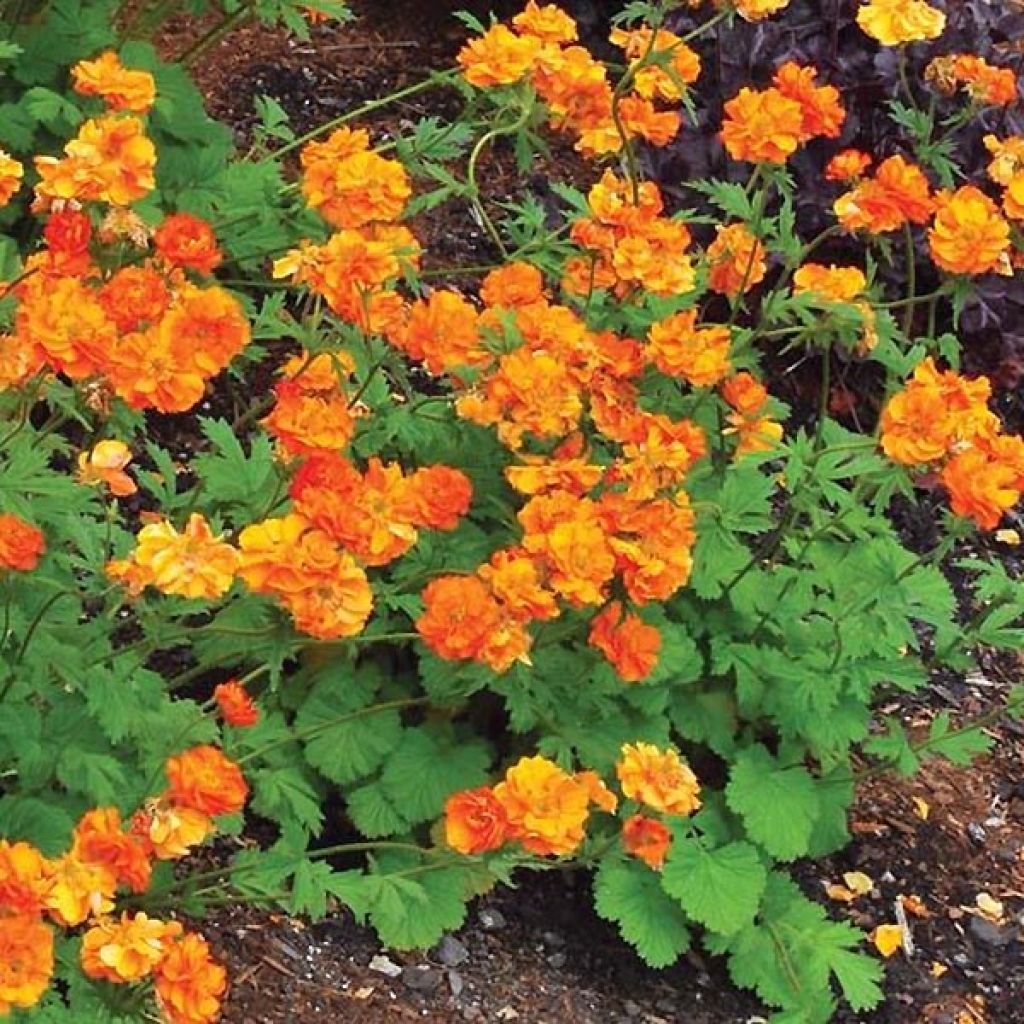 Geum Fire Storm - Nelkenwurz