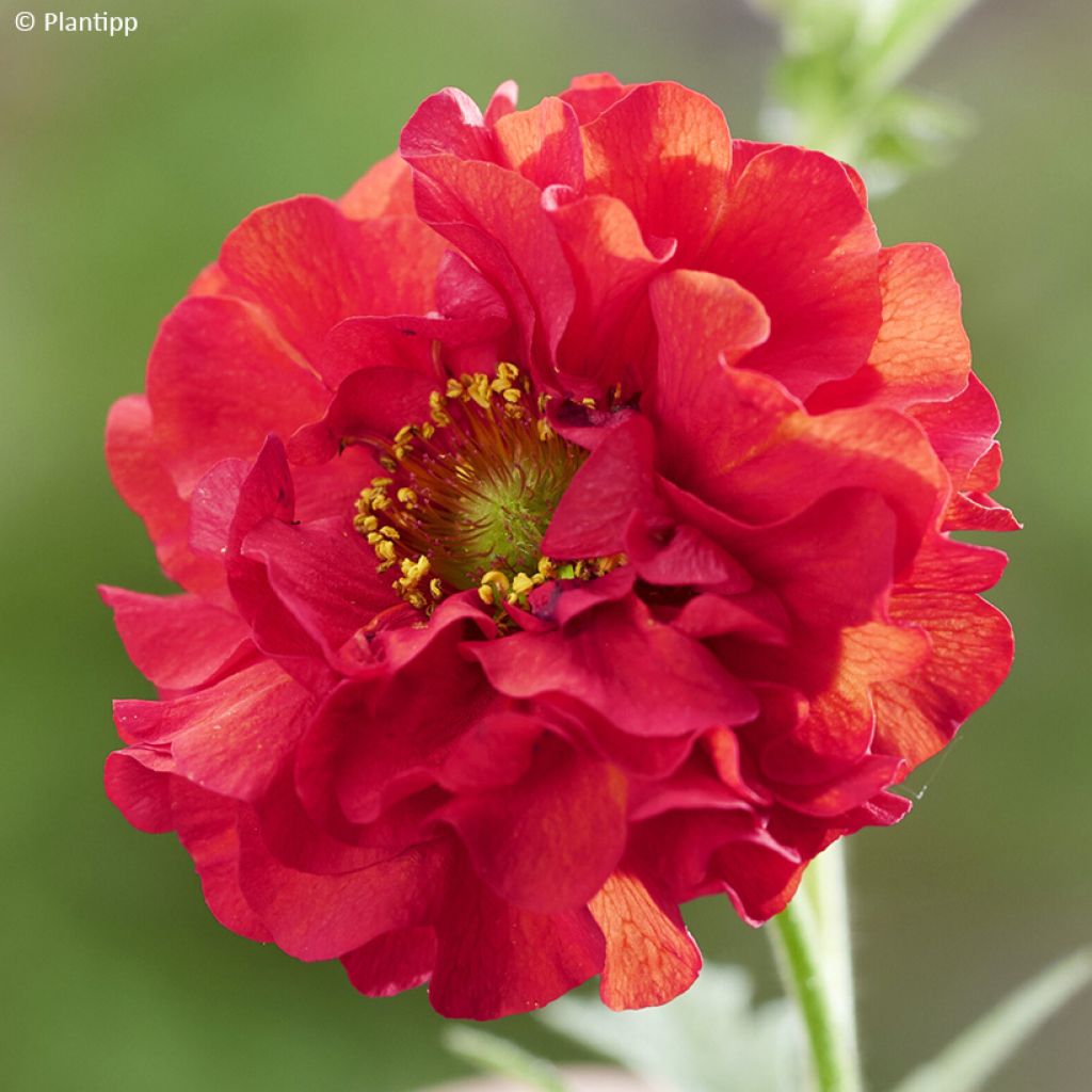 Geum Firestarter - Nelkenwurz