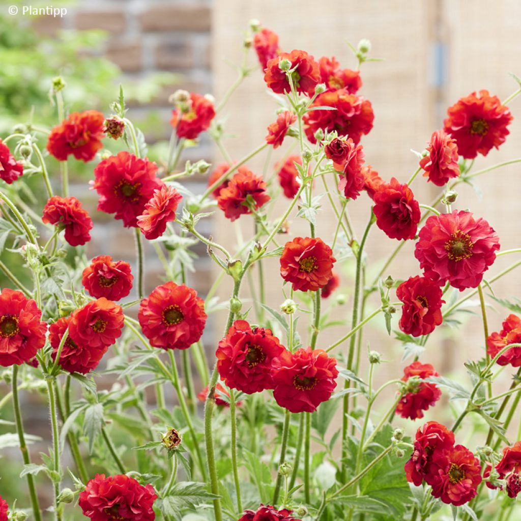 Geum Firestarter - Nelkenwurz