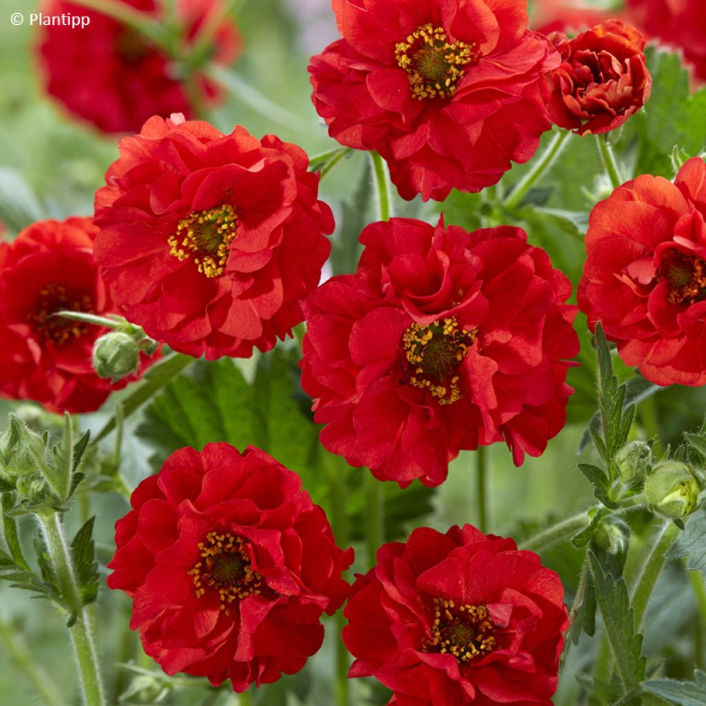 Geum Firestarter - Nelkenwurz