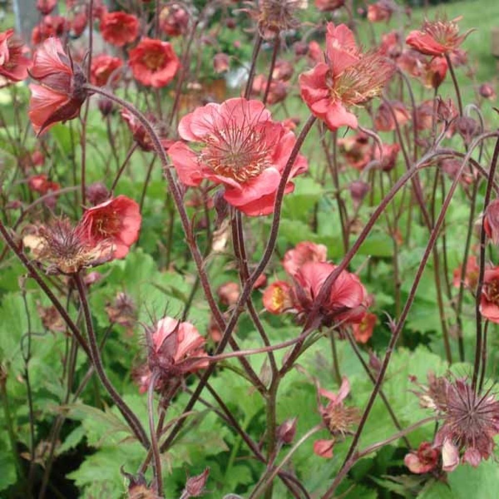 Geum Flames of Passion - Nelkenwurz