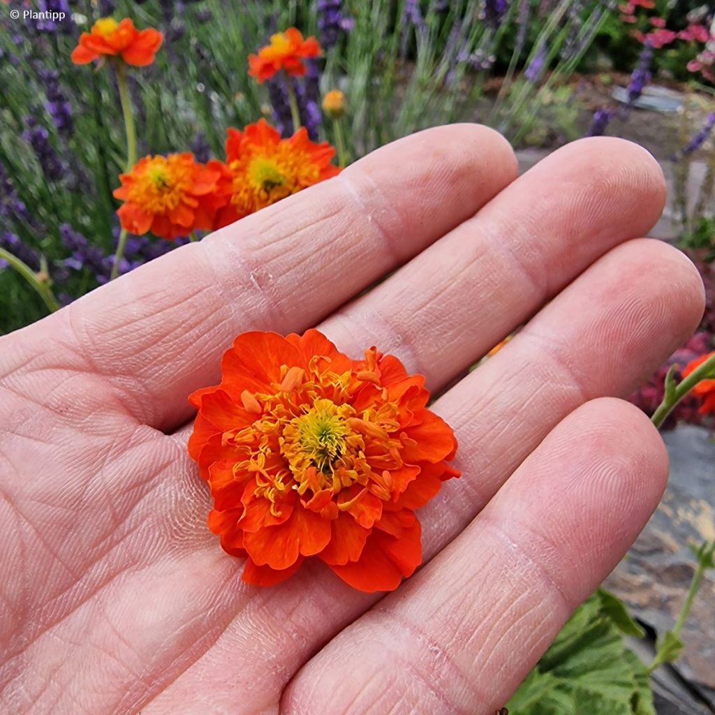 Geum Orange Pumpkin - Nelkenwurz