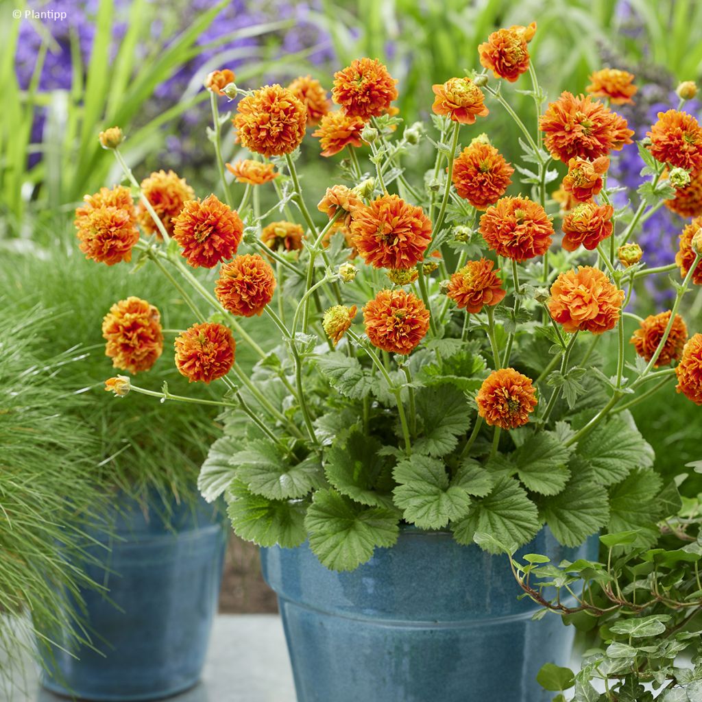 Geum Orange Pumpkin - Nelkenwurz