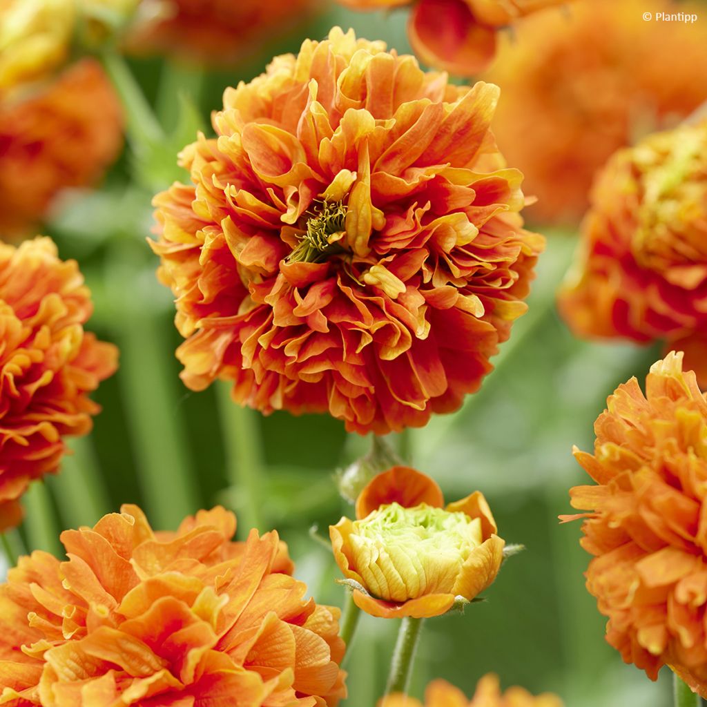 Geum Orange Pumpkin - Nelkenwurz