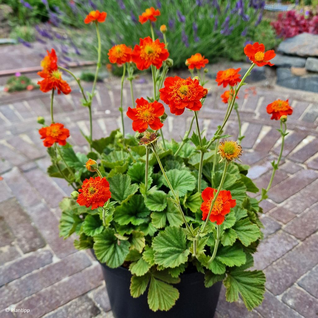 Geum Orange Pumpkin - Nelkenwurz