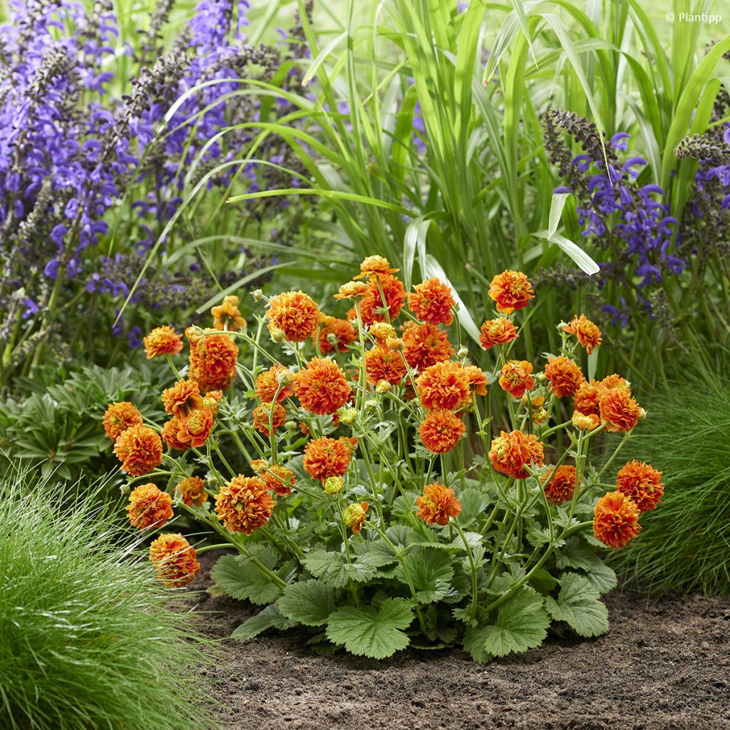 Geum Orange Pumpkin - Nelkenwurz