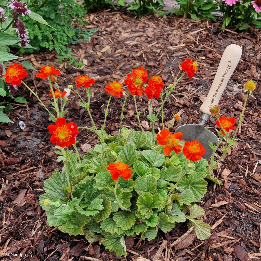 Geum Orange Pumpkin - Nelkenwurz