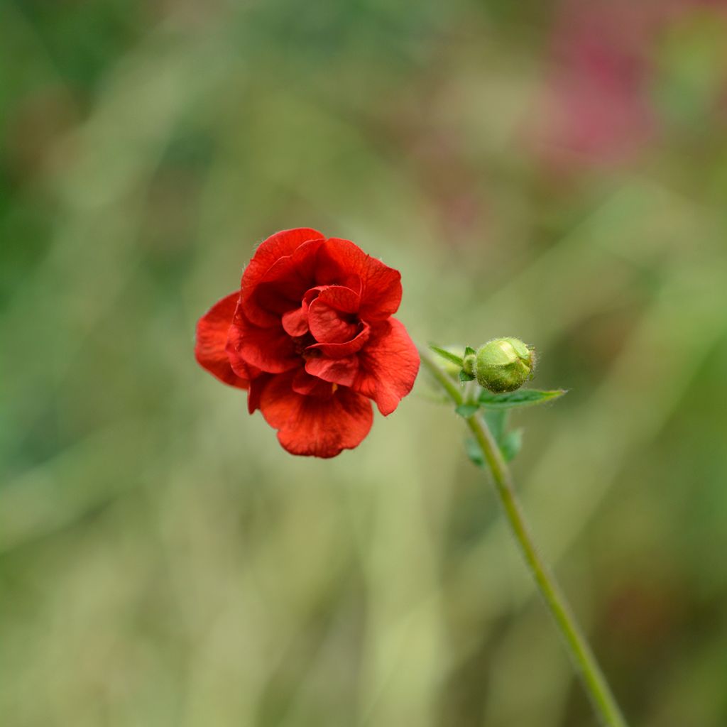 Geum chiloense Mrs Bradshaw - Chilenische Nelkenwurz