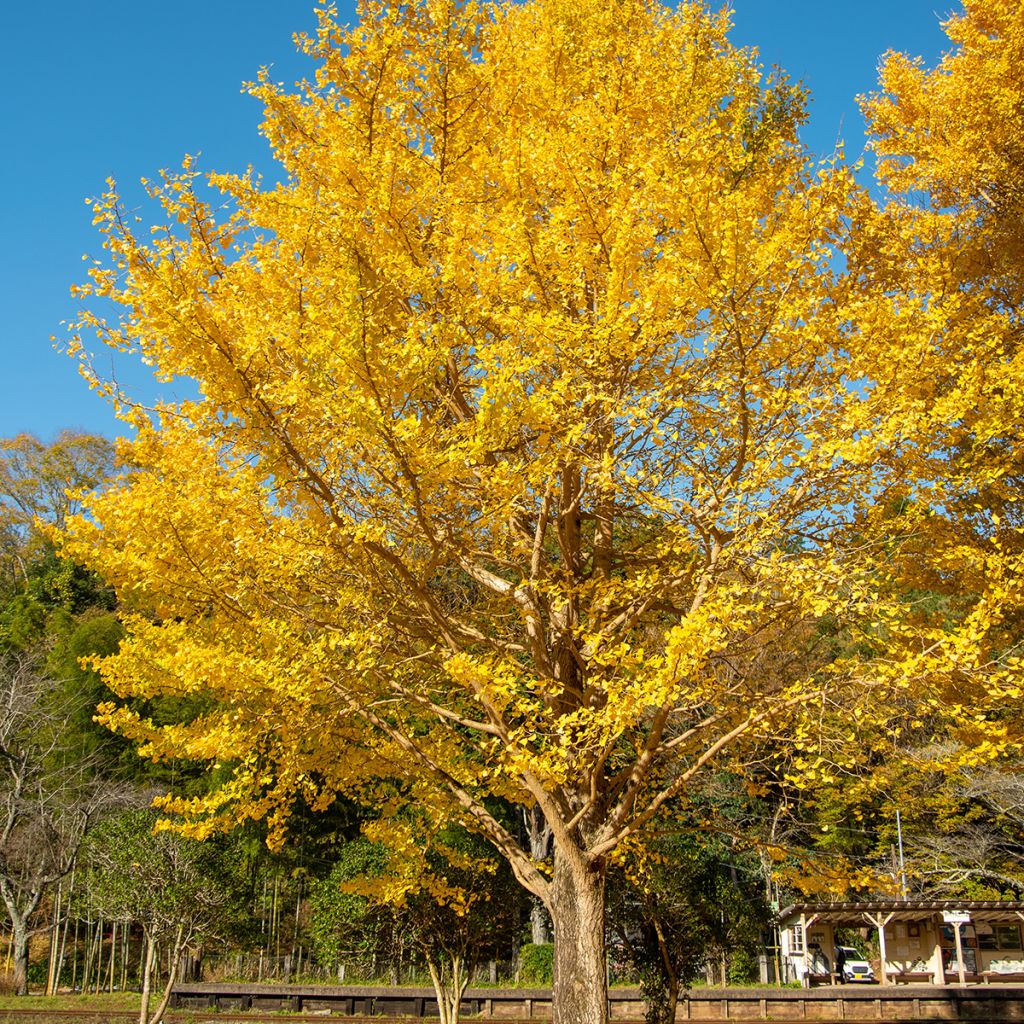 Ginkgo biloba - Fächerblattbaum