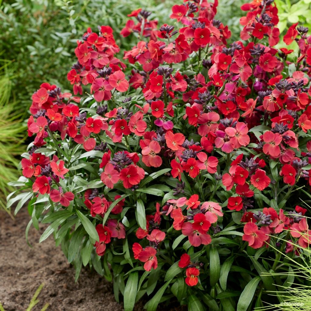 Giroflée vivace - Erysimum Colour Vibe Red