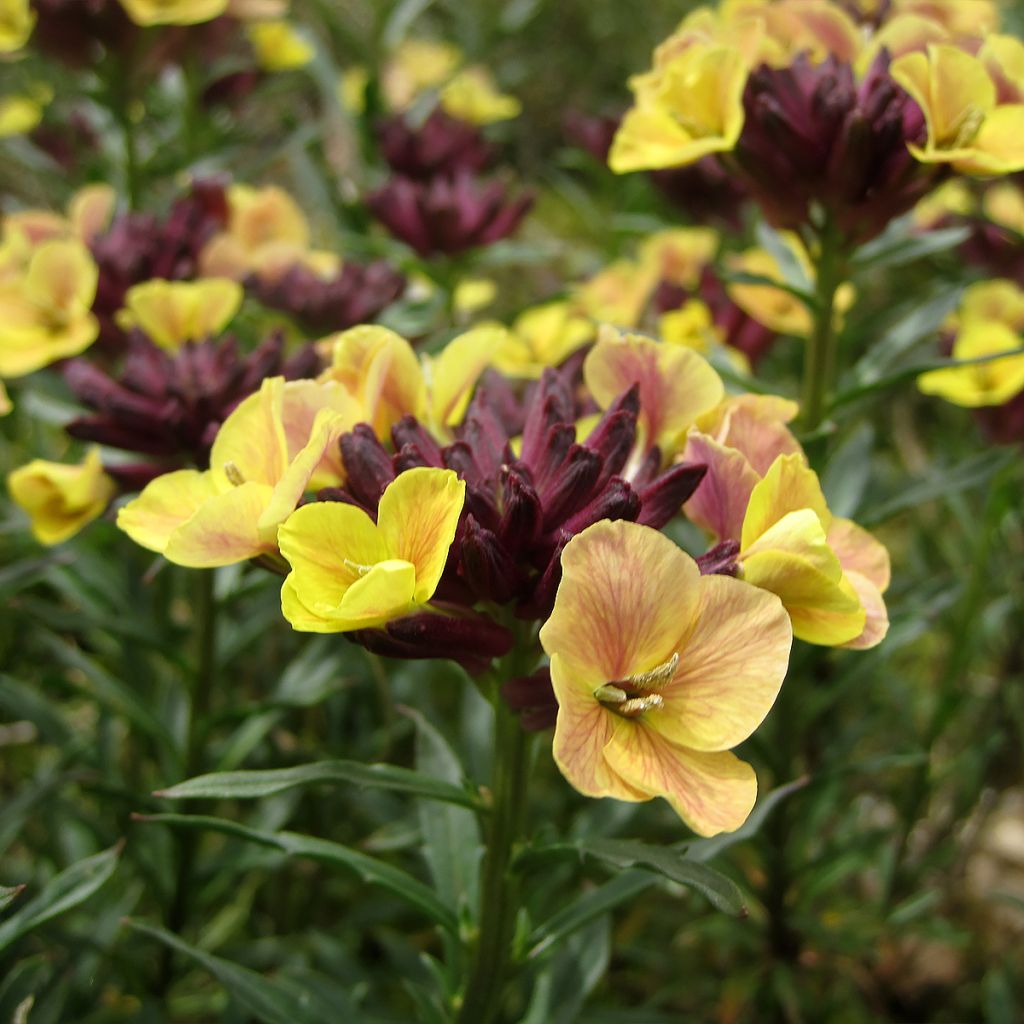 Garten-Goldlack John Codrington - Erysimum