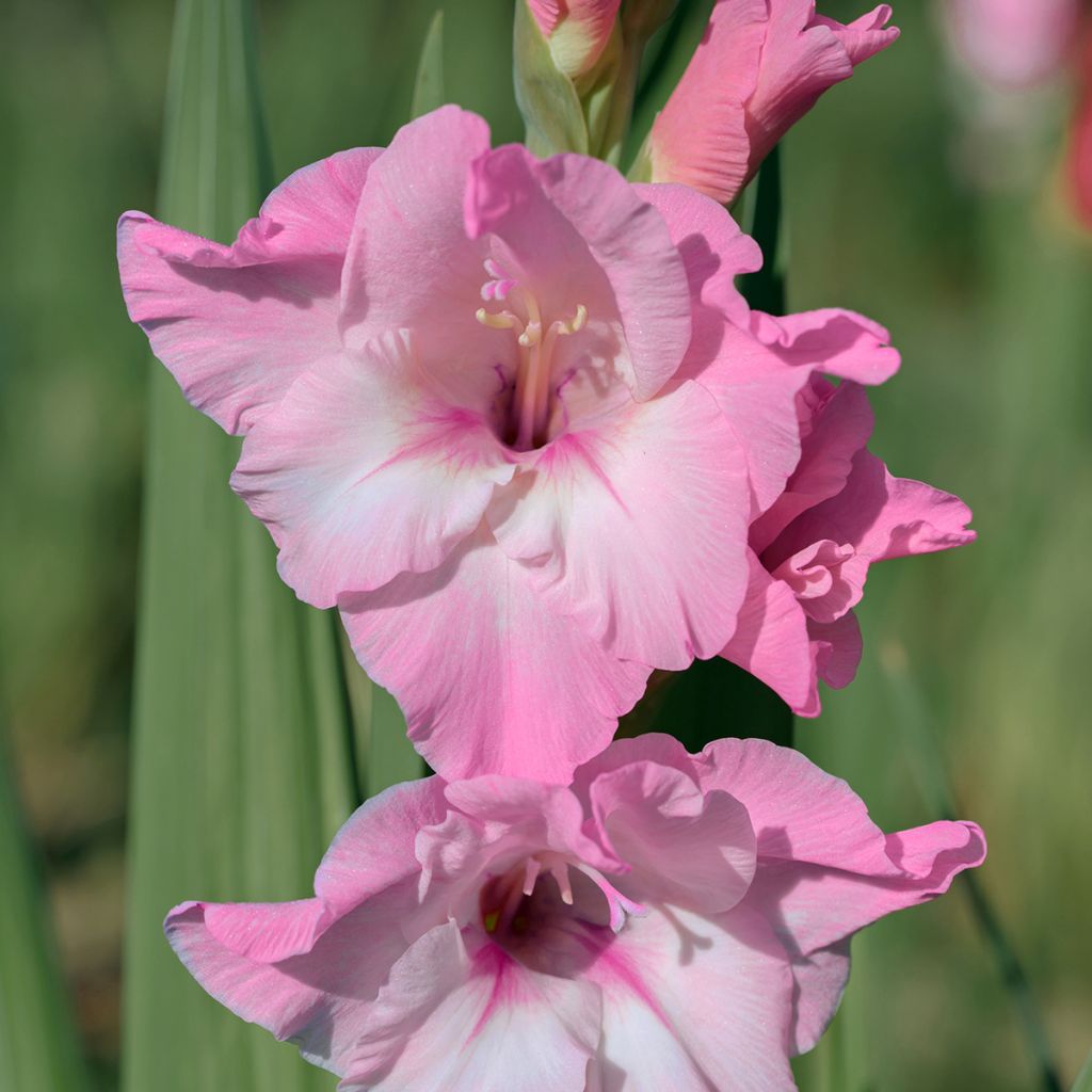 Großblütige Gladiole Cilesta - Gladiolus