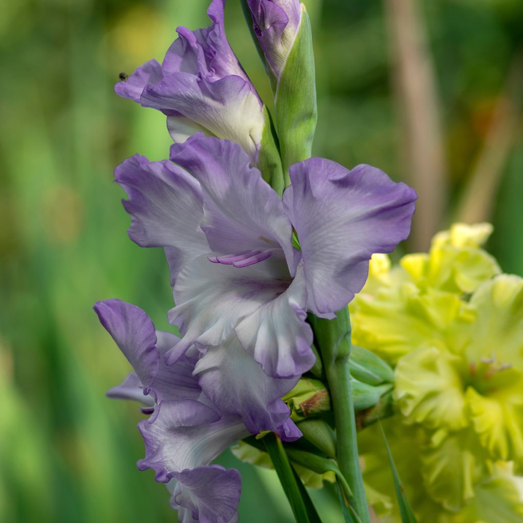 Großblütige Gladiole Triton - Gladiolus