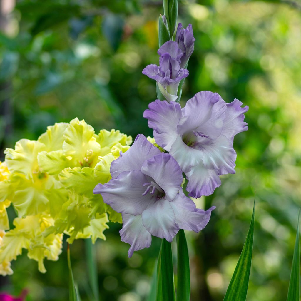 Großblütige Gladiole Triton - Gladiolus