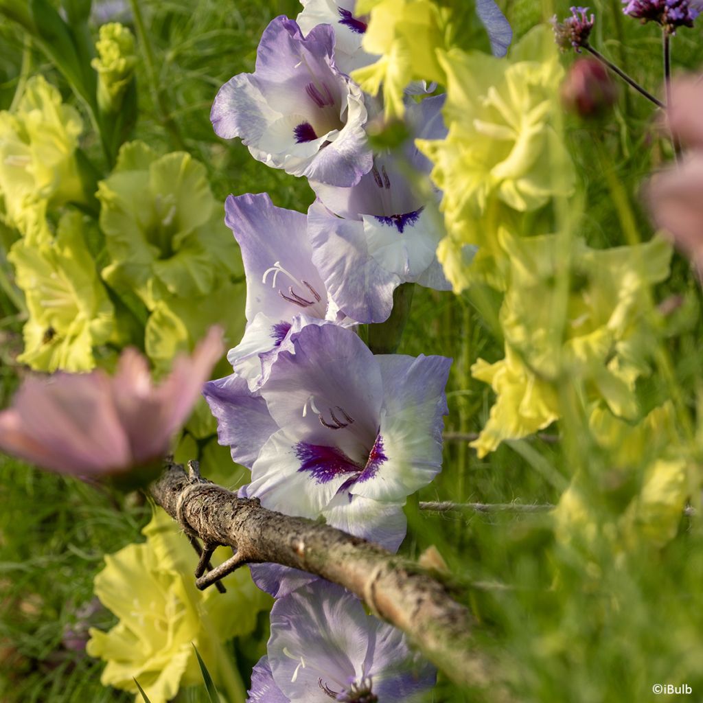 Großblütige Gladiole Vista- Gladiolus