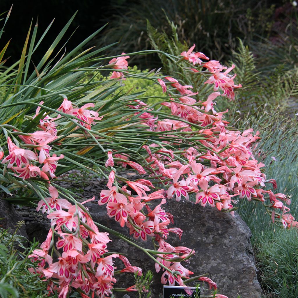 Gladiolus nanus Nathalie - Gladiole